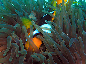 Il Mar Rosso egiziano: il paesaggio, la barriera corallina e i suoi abitanti