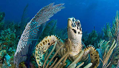 Immersioni a Cayo Largo