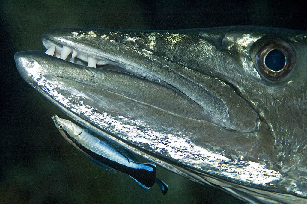 Immersioni in Thailandia