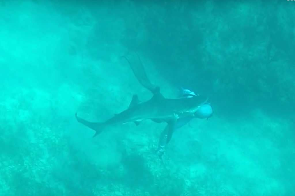 incidente con squalo