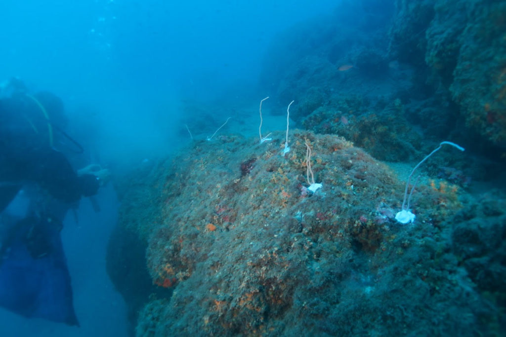 coltivatori di gorgonie