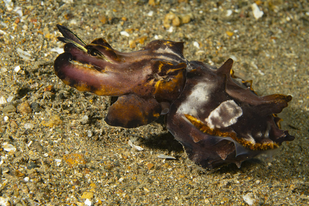 macrofotografia a lembeh
