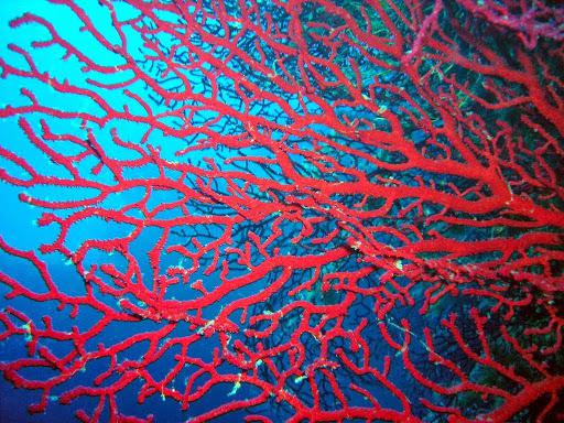 Diving Club a.s.d. Chromis