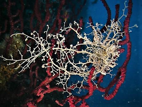 Il Subacquetto Diving