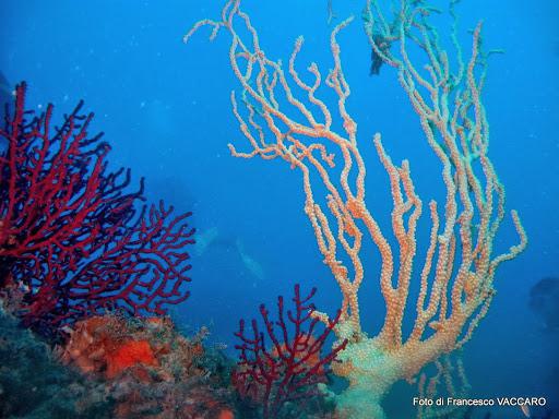 Dive Pros Diving Center Mazara del Vallo