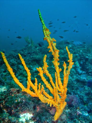 Pinna Nobilis Divers Club