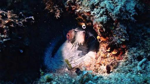 Luna Blu Diving Center Castellammare del Golfo