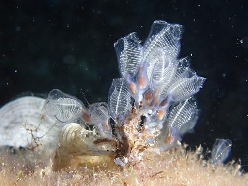 oceano mare diving center