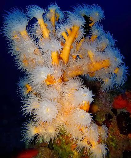 Scuba Point Reggio Calabria
