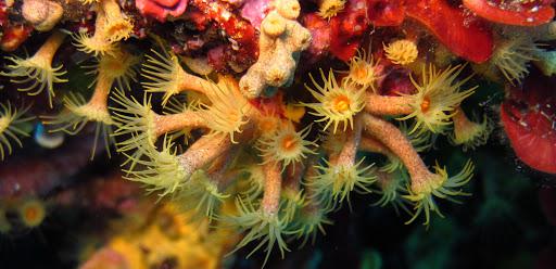 Jonio Pro-Dive Catania Diving PADI