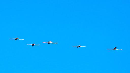 Alea Ricerca & Ambiente Soc.Coop.