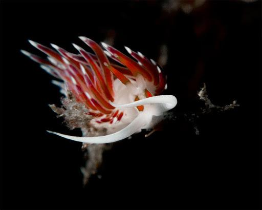 Blu dive Center Blu dive Center