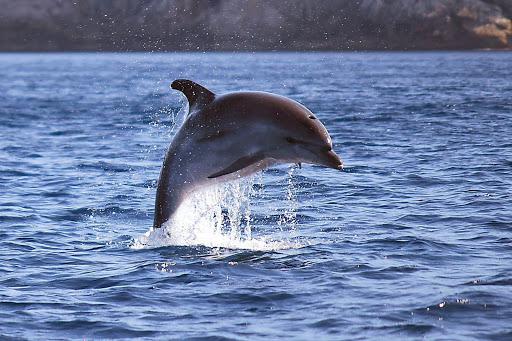 Alpha Diving Center - La Casa delle Sirene