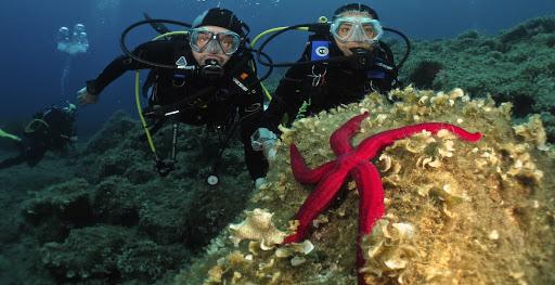 Diving in Elba Portoferraio Diving in Elba Portoferraio