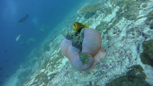 Diving Travel Specialist