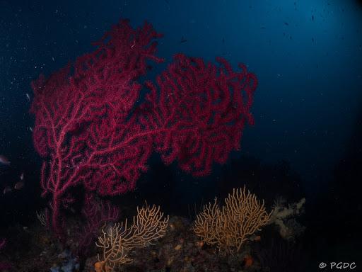 Biodivers -Elba Sea Academy-