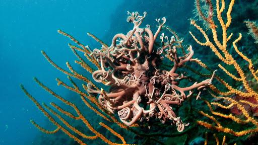 Argentario Scuba Point