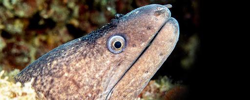 Diving la Torre di Calafuria