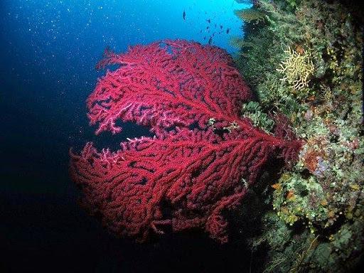 Cala de' Medici Diving Center