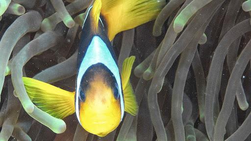 esse&e diving school A.S.D.