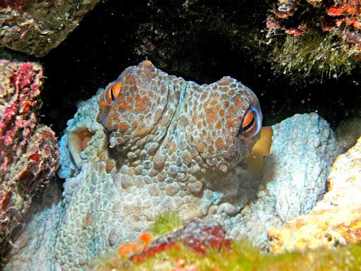 European Diving Center by Scubaser