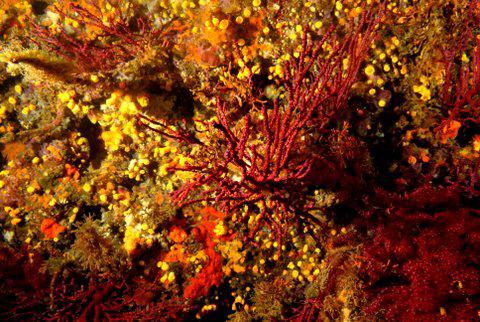 Bubble Lounge Diving