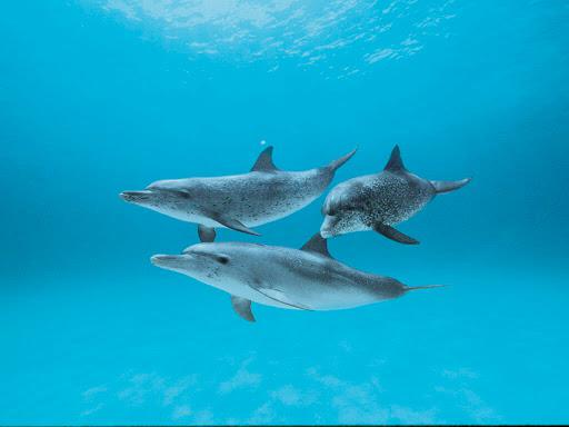 GODiving gruppo subacqueo