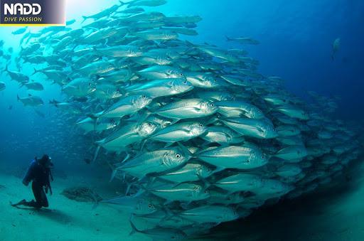 Scuola Subacquea Laudense