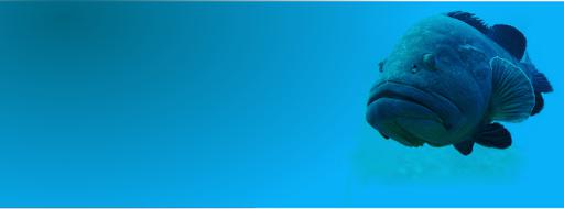 A.S.D. Sferasub - Associazione Attività Subacquee