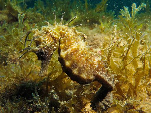 AREA 51 DIVING SCHOOL TRIESTE A.S.D.