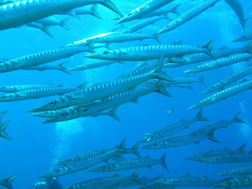 Cremona Subacquea A.S.D