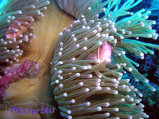 Misterblu Diving Center Centro Immersioni