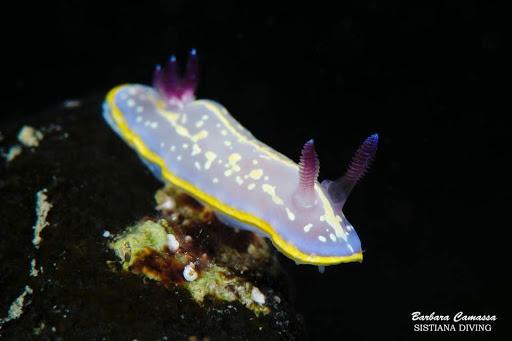 Sistiana Diving School