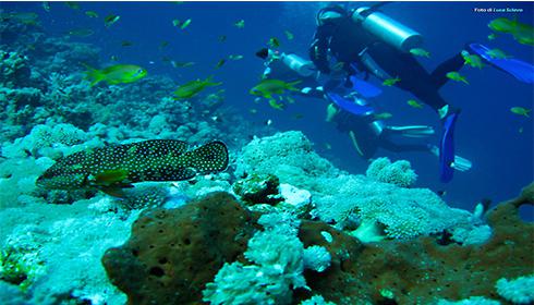 Diving Center Gallipoli Dromia Sub - Immersioni Salento