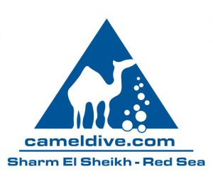 Camel Dive