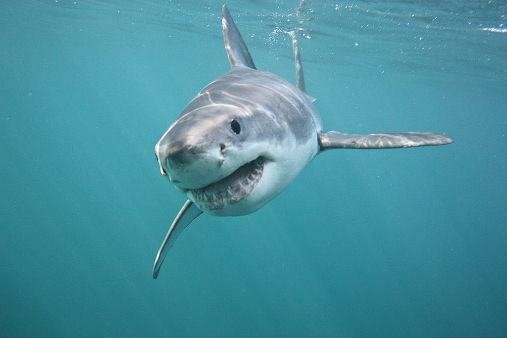 squalo bianco in mediterraneo