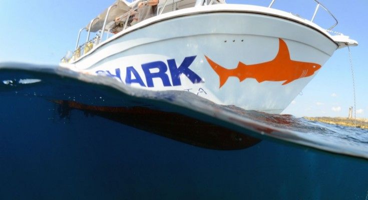 orange shark malta 11 735x400 1 1