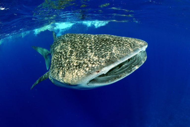 squalo balena 1 768x514