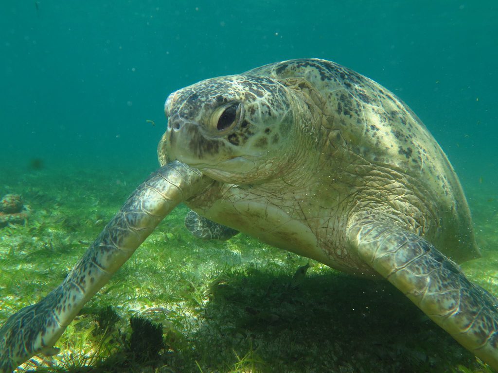 Tra noi e le tartarughe
