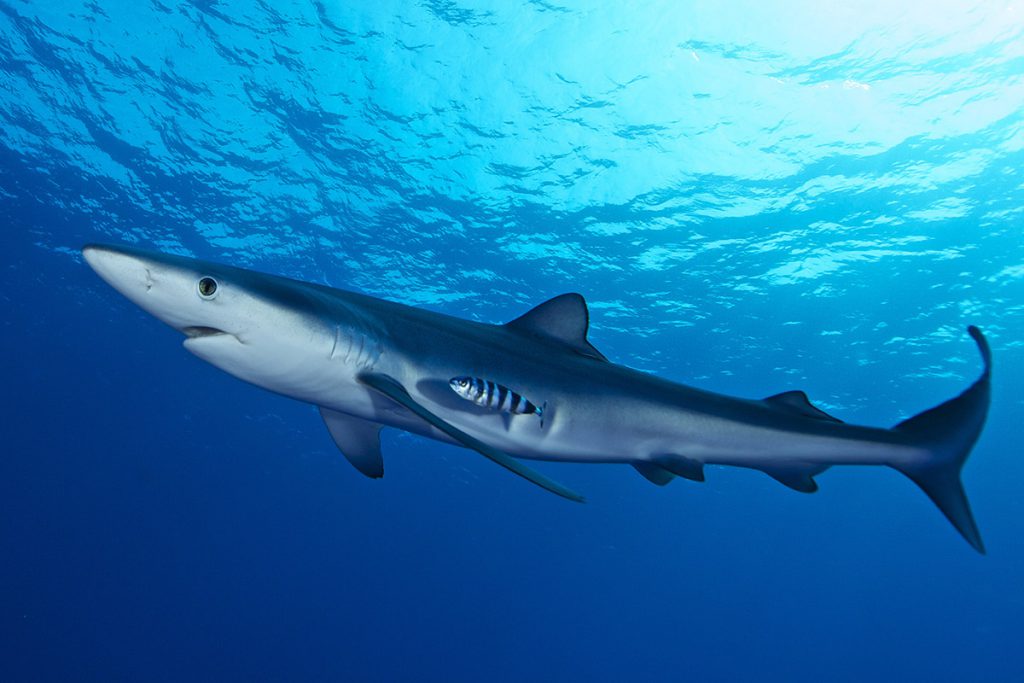 viaggio sub in europa