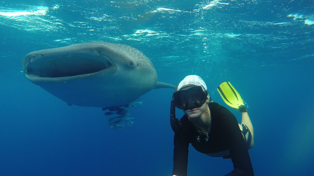 UNO SQUALO BALENA TUTTO TUO, CON MACANA MALDIVES