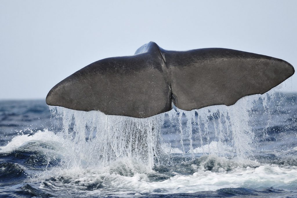 azzorre click and travel