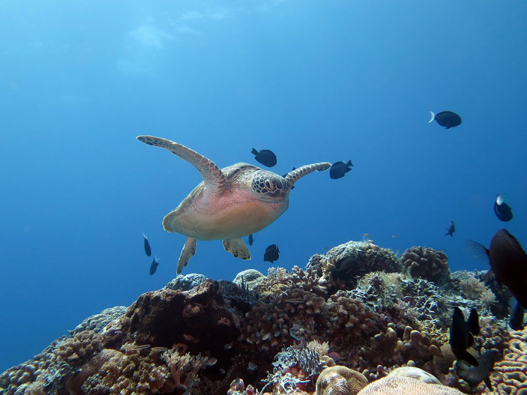 tubbataha reef