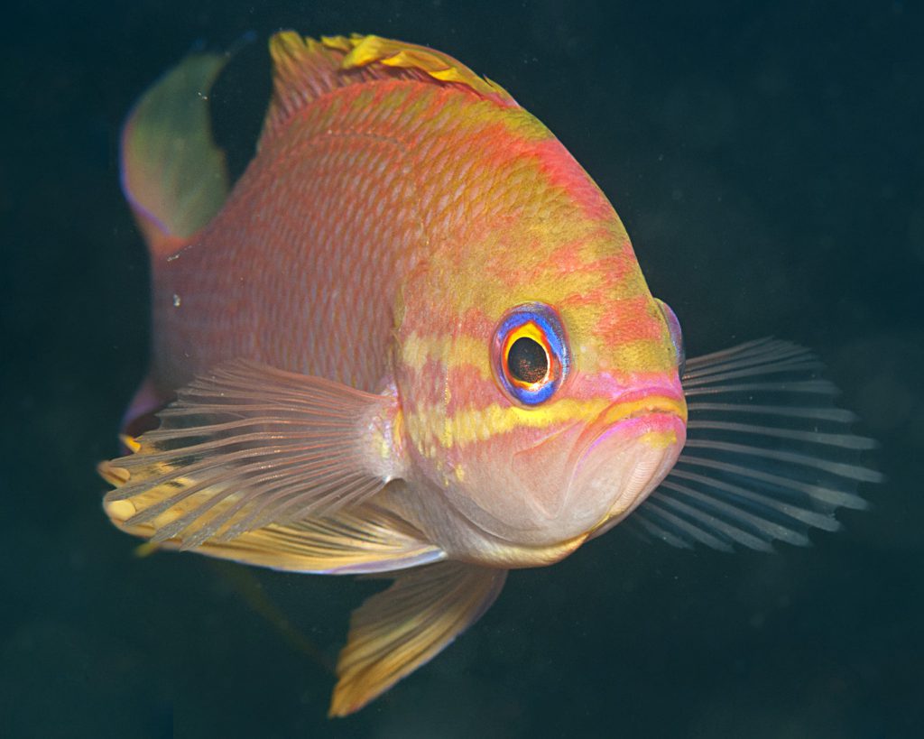 Laurea Magistrale in Bologia ed Ecologia Marina