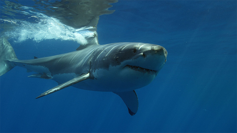 squalo bianco