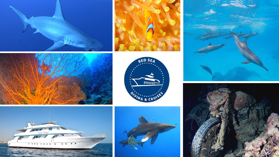 red sea crociere in mar rosso