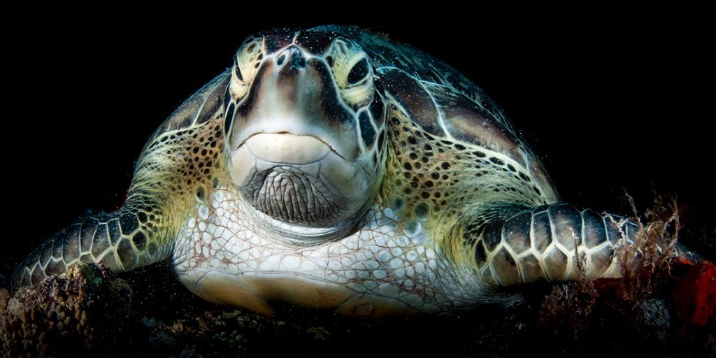 tartaruga marina