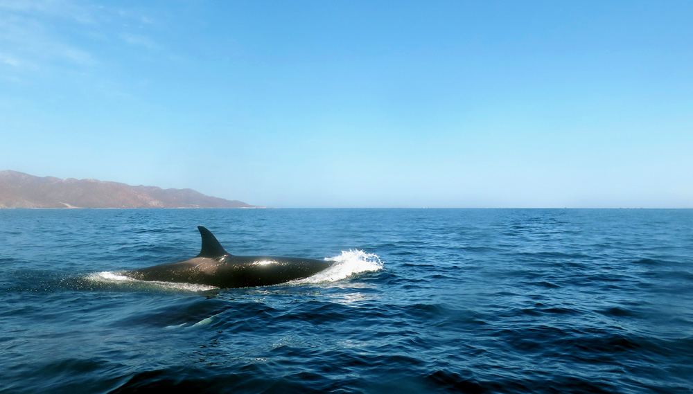 Orca Baja California mexico