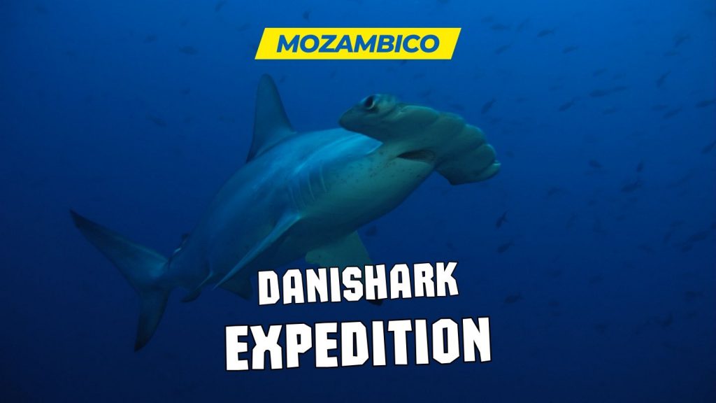 Danishark mozambico nosytour