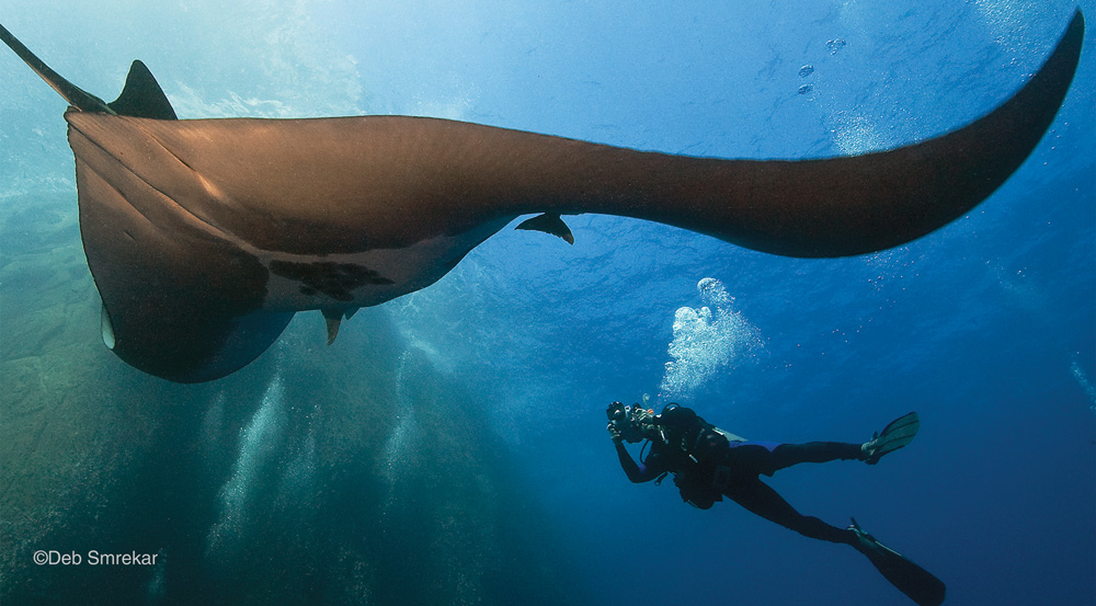 ©Deb-Smrekar-mante-soccorro-albatros